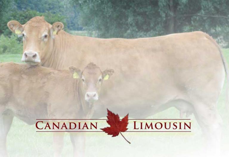 2012 Limousin Breed Brochure