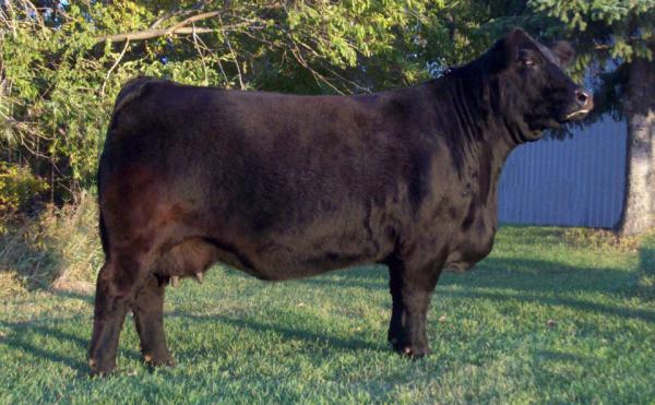 Greenwood Wisteria Lane 2017 Masterfeeds Canadian Limousin Show Dam of the Year